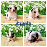 Krypto, a male Border Collie for sale in Avilla, IN – Photo 1 of 10