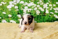 Krypto, a male Border Collie for sale in Avilla, IN – Photo 9 of 10