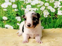 Krypto, a male Border Collie for sale in Avilla, IN – Photo 10 of 10