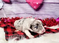 Gus, a male Border Collie for sale in Avilla, IN – Photo 8 of 8