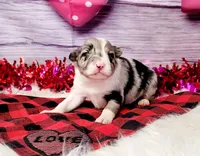 Gus, a male Border Collie for sale in Avilla, IN – Photo 1 of 8