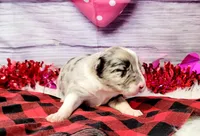 Gus, a male Border Collie for sale in Avilla, IN – Photo 7 of 8