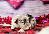 Gus, a male Border Collie for sale in Avilla, IN – Photo 2 of 8