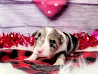 Gus, a male Border Collie for sale in Avilla, IN – Photo 4 of 8