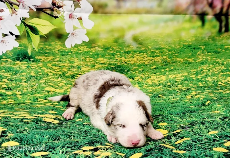 Mathew, a male Border Collie for sale in Avilla, IN – Photo 1 of 10