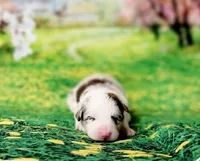 Mathew, a male Border Collie for sale in Avilla, IN – Photo 10 of 10