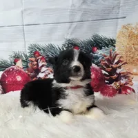 Colby, a male Border Collie for sale in Avilla, IN – Photo 10 of 10