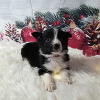 Colby, a male Border Collie for sale in Avilla, IN – Photo 1 of 10