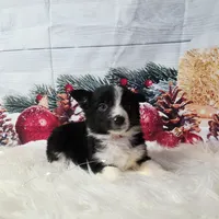 Colby, a male Border Collie for sale in Avilla, IN – Photo 8 of 10