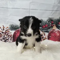Colby, a male Border Collie for sale in Avilla, IN – Photo 2 of 10