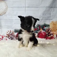 Colby, a male Border Collie for sale in Avilla, IN – Photo 5 of 10