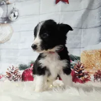 Colby, a male Border Collie for sale in Avilla, IN – Photo 6 of 10