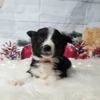 Colby, a male Border Collie for sale in Avilla, IN – Photo 9 of 10