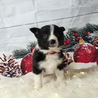 Colby, a male Border Collie for sale in Avilla, IN – Photo 4 of 10