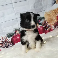 Colby, a male Border Collie for sale in Avilla, IN – Photo 7 of 10