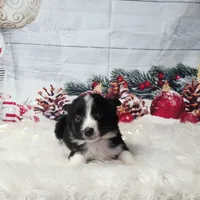 Colby, a male Border Collie for sale in Avilla, IN – Photo 3 of 10