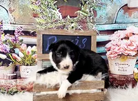 Borris, a male Border Collie for sale in Avilla, IN – Photo 3 of 10