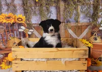 Borris, a male Border Collie for sale in Avilla, IN – Photo 10 of 10