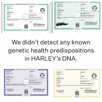 Borris, a male Border Collie for sale in Avilla, IN – Photo 6 of 10