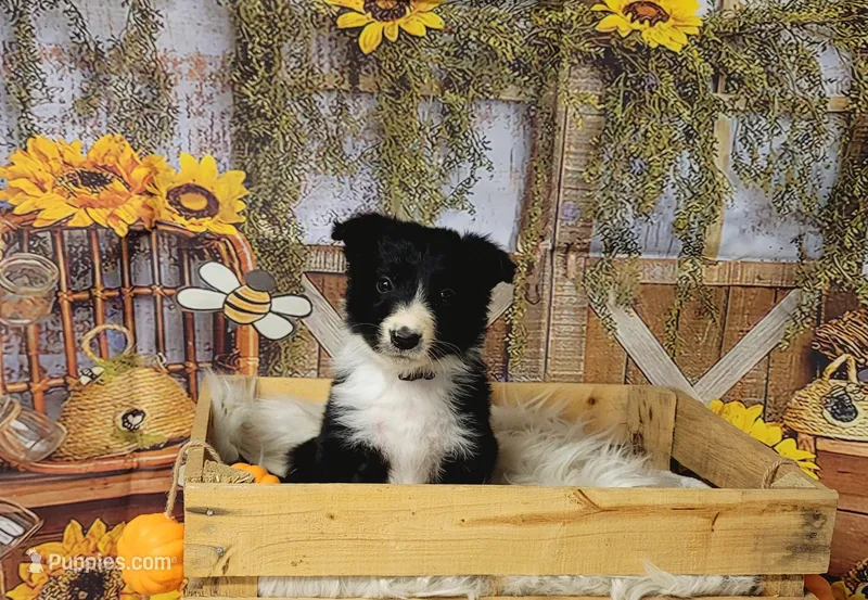 Borris, a male Border Collie for sale in Avilla, IN – Photo 1 of 10