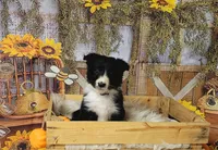 Borris, a male Border Collie for sale in Avilla, IN – Photo 1 of 10