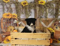 Borris, a male Border Collie for sale in Avilla, IN – Photo 4 of 10