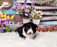 Borris, a male Border Collie for sale in Avilla, IN – Photo 8 of 10