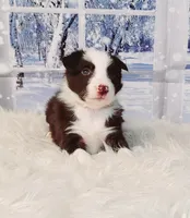 Mocha, a female Border Collie for sale in Avilla, IN – Photo 7 of 10