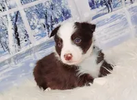 Mocha, a female Border Collie for sale in Avilla, IN – Photo 3 of 10