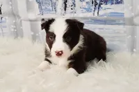 Mocha, a female Border Collie for sale in Avilla, IN – Photo 4 of 10