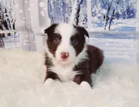 Mocha, a female Border Collie for sale in Avilla, IN – Photo 9 of 10