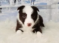 Mocha, a female Border Collie for sale in Avilla, IN – Photo 8 of 10