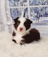 Mocha, a female Border Collie for sale in Avilla, IN – Photo 2 of 10