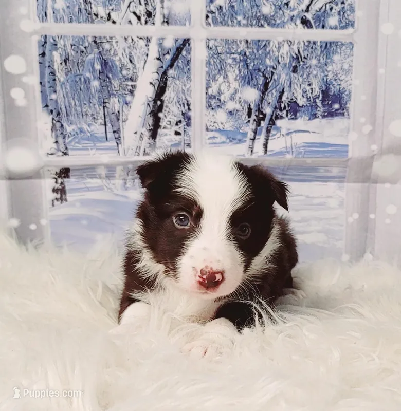 Mocha, a female Border Collie for sale in Avilla, IN – Photo 1 of 10