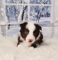 Mocha, a female Border Collie for sale in Avilla, IN – Photo 1 of 10