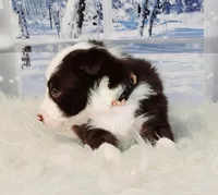 Mocha, a female Border Collie for sale in Avilla, IN – Photo 10 of 10