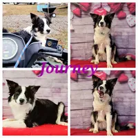 Steele, a male Border Collie for sale in Avilla, IN – Photo 2 of 10