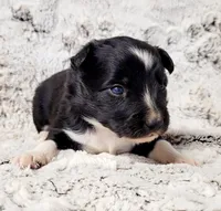 Steele, a male Border Collie for sale in Avilla, IN – Photo 5 of 10