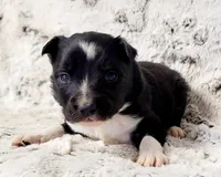 Steele, a male Border Collie for sale in Avilla, IN – Photo 4 of 10