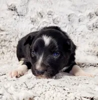 Steele, a male Border Collie for sale in Avilla, IN – Photo 8 of 10