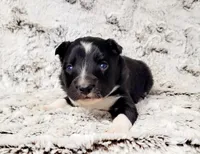 Steele, a male Border Collie for sale in Avilla, IN – Photo 1 of 10