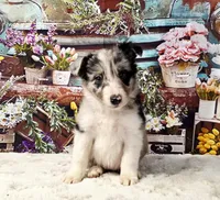 Clara, a female Border Collie for sale in Avilla, IN – Photo 7 of 10