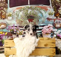 Clara, a female Border Collie for sale in Avilla, IN – Photo 8 of 10