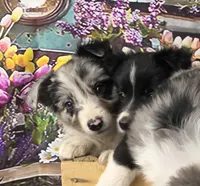 Clara, a female Border Collie for sale in Avilla, IN – Photo 2 of 10