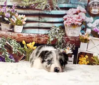 Clara, a female Border Collie for sale in Avilla, IN – Photo 5 of 10