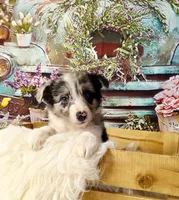 Clara, a female Border Collie for sale in Avilla, IN – Photo 10 of 10