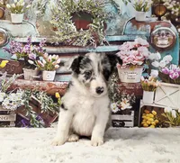 Clara, a female Border Collie for sale in Avilla, IN – Photo 6 of 10