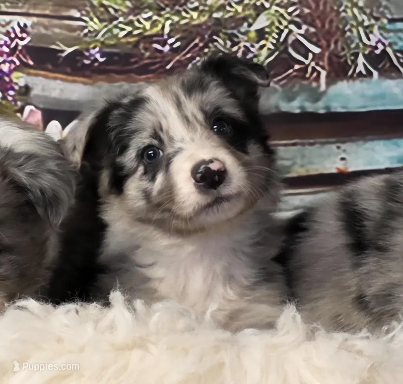 Clara, a female Border Collie for sale in Avilla, IN – Photo 1 of 10
