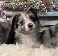 Clara, a female Border Collie for sale in Avilla, IN – Photo 1 of 10