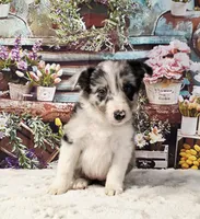 Clara, a female Border Collie for sale in Avilla, IN – Photo 4 of 10